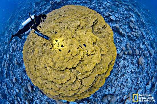 金曼礁國(guó)家紀(jì)念區(qū)，太平洋攝影：Brian Skerry，國(guó)家地理創(chuàng)意版