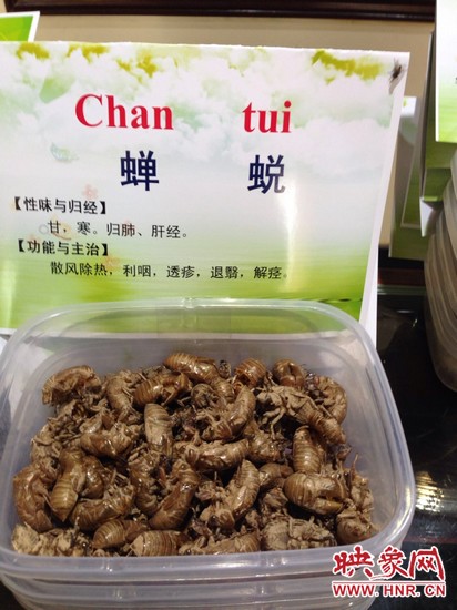 你可能沒想到，這個知了幼蟲退下的皮還是一味藥，對嗎？