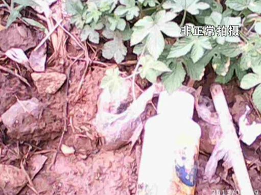 大棚蔬菜園區(qū)里到處丟棄著農(nóng)藥廢物。