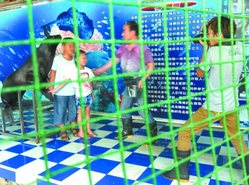 海獅就這樣被飼養(yǎng)員和攝影師擺弄，稍不聽話就會遭到毒打。