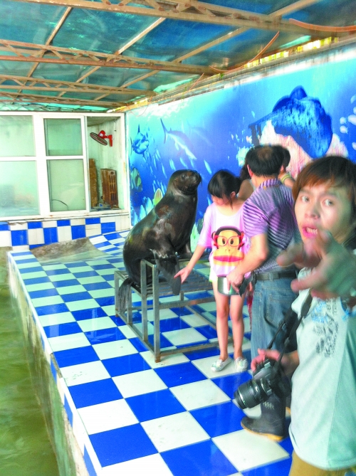 海獅館內(nèi)的攝影師警惕性很高,禁止記者拍照。