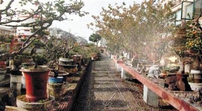 劉光嘉出示博物館內(nèi)部圖片中，擺放著各種盆景。