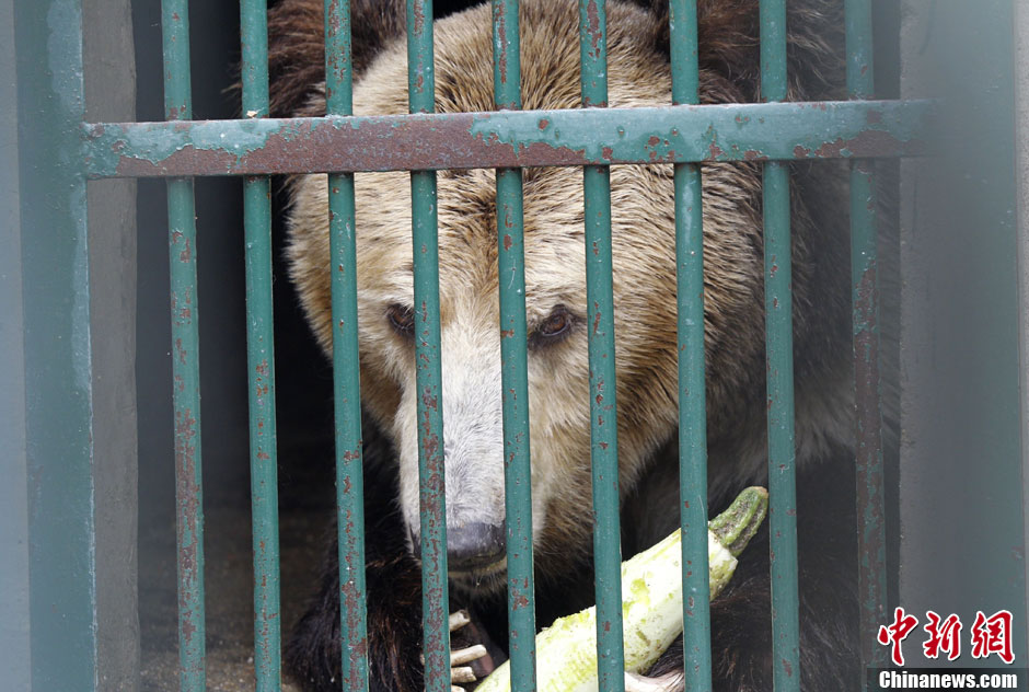 6月19日，河南鄭州，新密市動物園咬死飼養(yǎng)員的肇事棕熊被暫押在鄭州動物園內(nèi)，該熊“臥室”周圍被三重鋼