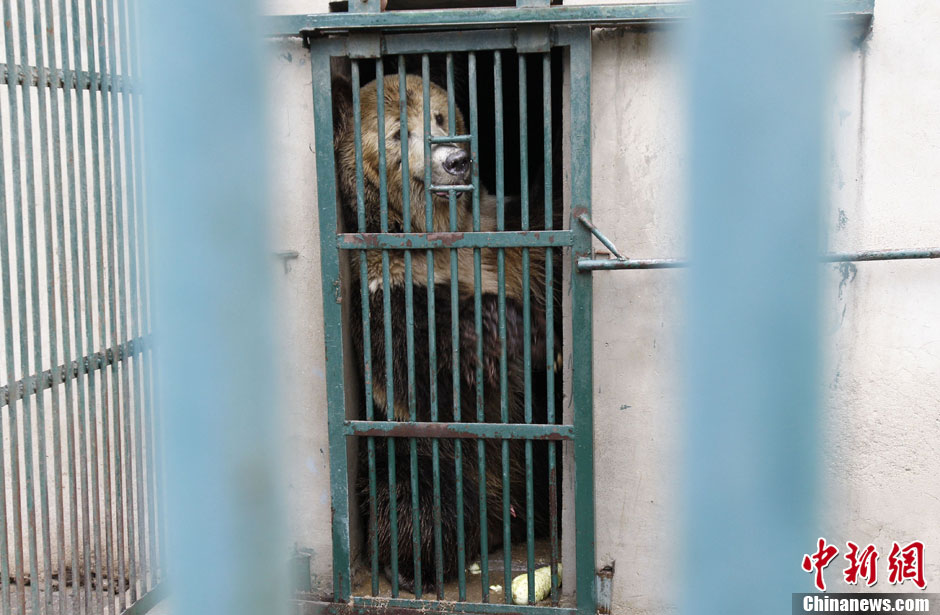 6月19日，河南鄭州，新密市動物園咬死飼養(yǎng)員的肇事棕熊被暫押在鄭州動物園內(nèi)，該熊“臥室”周圍被三重鋼