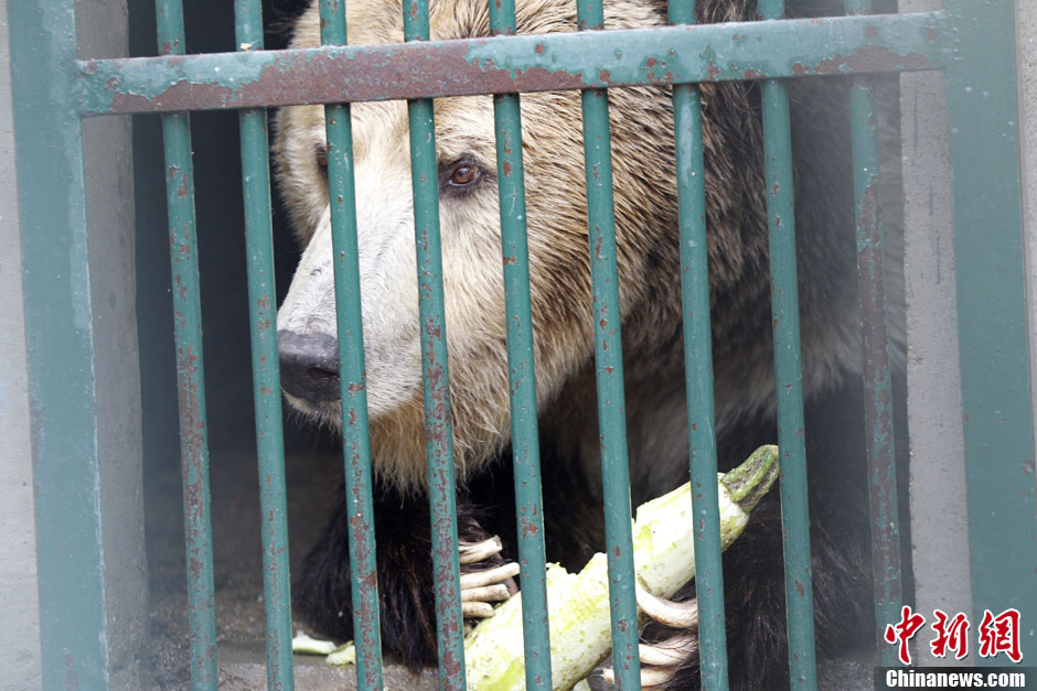 6月19日，河南鄭州，新密市動物園咬死飼養(yǎng)員的肇事棕熊被暫押在鄭州動物園內(nèi)，該熊“臥室”周圍被三重鋼