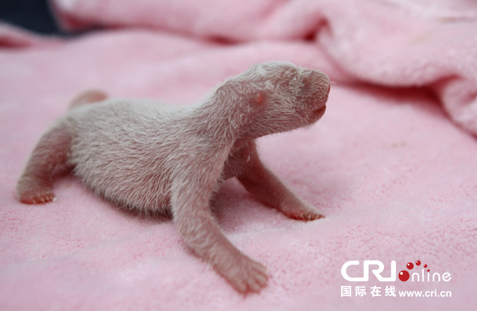 2013年7月11日，成都大熊貓繁育研究基地月亮產(chǎn)房，新生大熊貓寶寶在育嬰箱里憨態(tài)可掬。