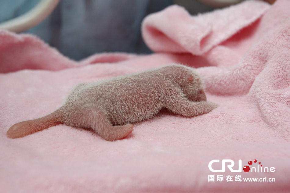 2013年7月11日，成都大熊貓繁育研究基地月亮產(chǎn)房，新生大熊貓寶寶在育嬰箱里憨態(tài)可掬。