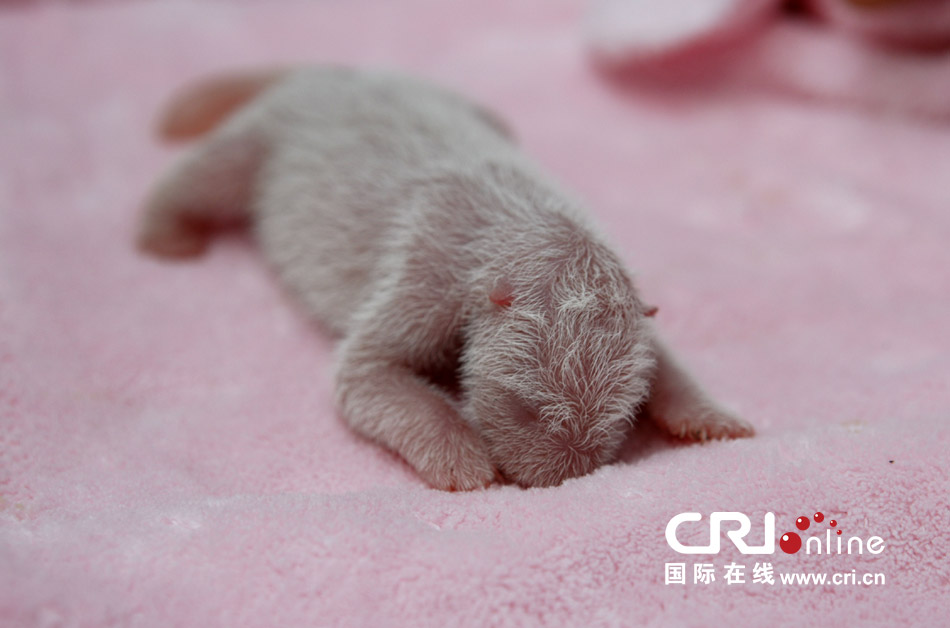 2013年7月11日，成都大熊貓繁育研究基地月亮產(chǎn)房，新生大熊貓寶寶在育嬰箱里憨態(tài)可掬。
