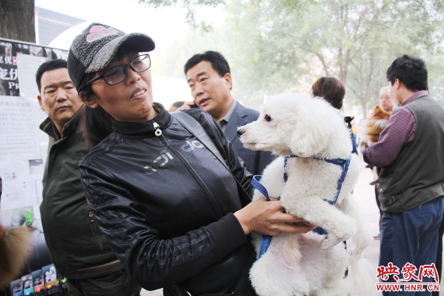 一只貴賓犬在賣(mài)萌。