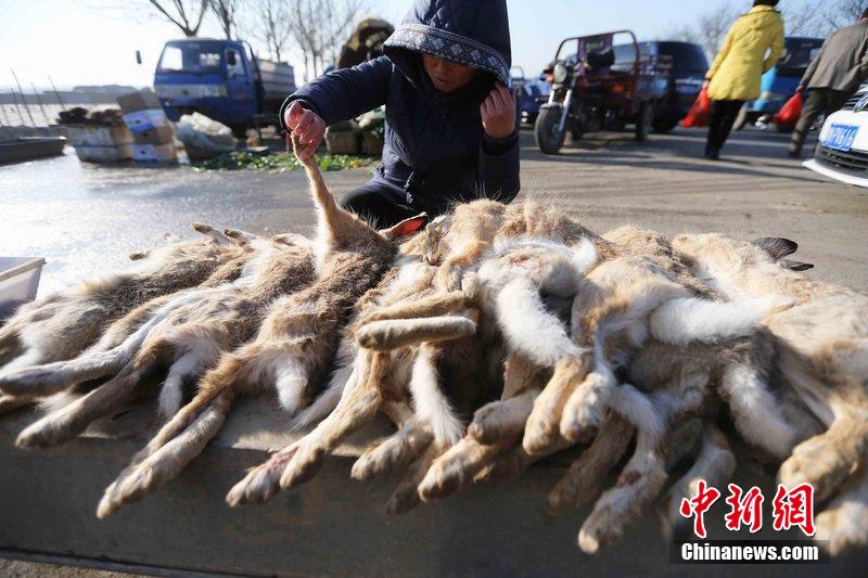 圖為12月14日，104國道靜?？h城附近，家養(yǎng)的大雁和野鴨被擺在一起售賣。田寶希 攝 圖片來源：CF