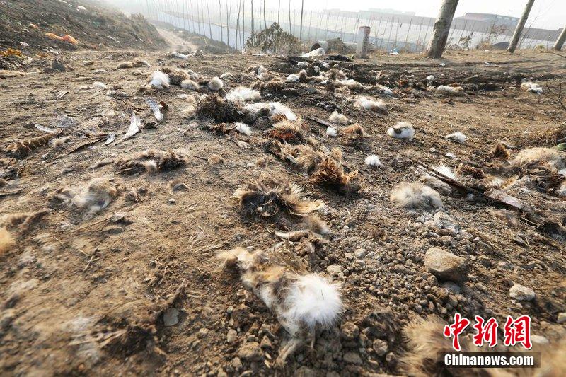 圖為12月1日，104國道靜海縣城附近，野兔的皮毛內臟等殘留物散落一地，寒風中飄著一股刺鼻的酸臭味。
