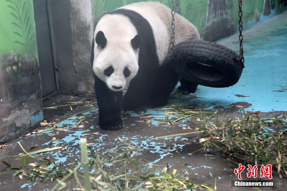 　3月17日，河南鄭州動物園內(nèi)的大熊貓“龍昇”。