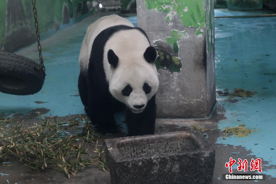 3月17日，河南鄭州動物園內(nèi)的大熊貓“龍昇”。