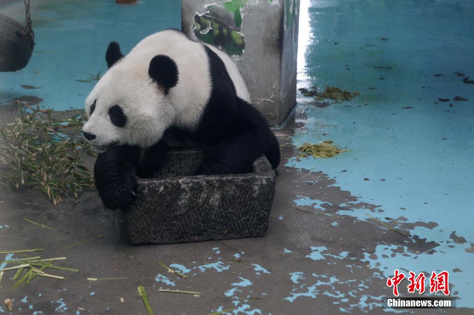 3月17日，河南鄭州動物園內(nèi)的大熊貓“龍昇”。
