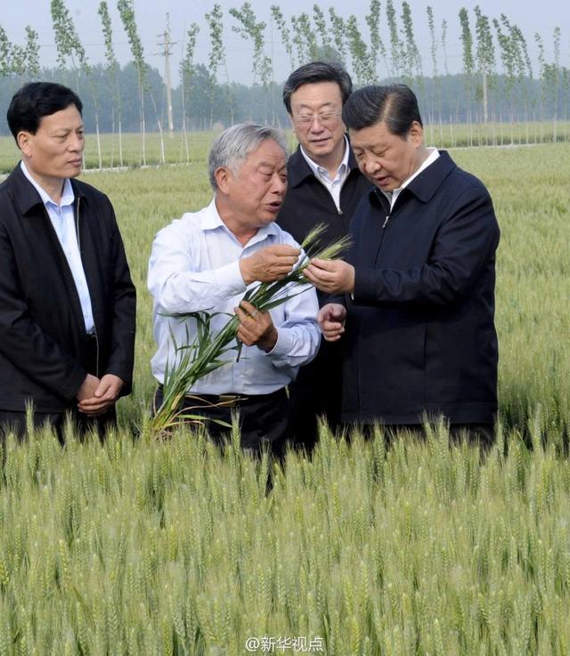 習(xí)近平走進(jìn)糧田,看麥穗灌漿,問農(nóng)田建設(shè)。