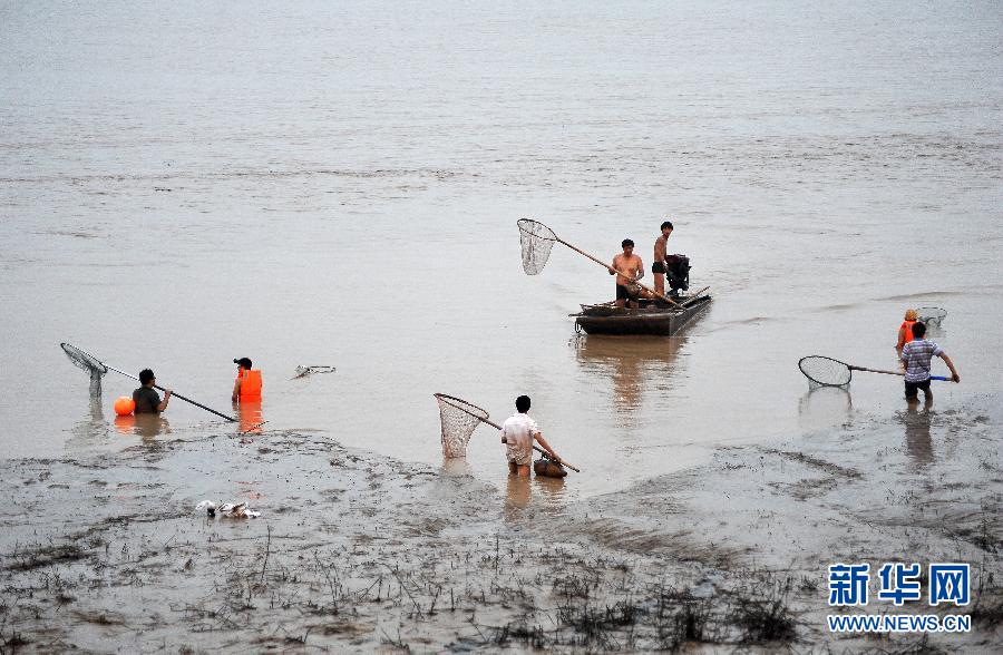 7月6日,在山西省平陸縣黃河河道內(nèi),人們?cè)诓稉泣S河“流魚(yú)”。