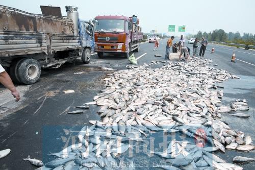 貨車翻,魚滿地。