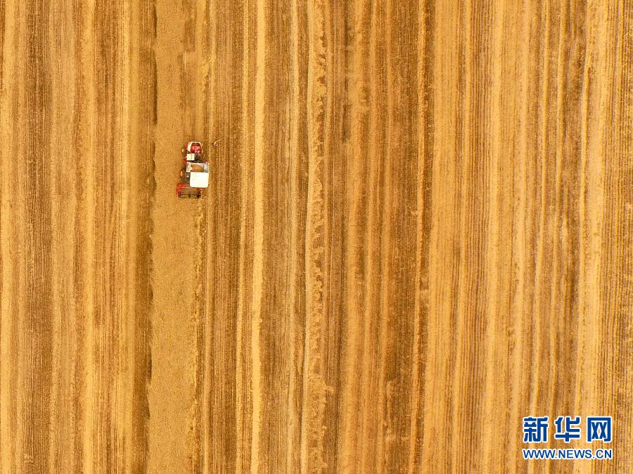 這是5月28日在河南省南陽市唐河縣甘河灣村航拍的麥?zhǔn)宅F(xiàn)場。
