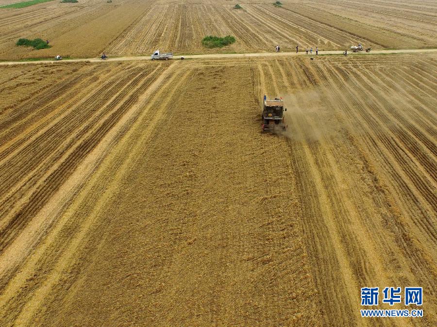 這是5月28日在河南省南陽市唐河縣甘河灣村航拍的麥?zhǔn)宅F(xiàn)場。