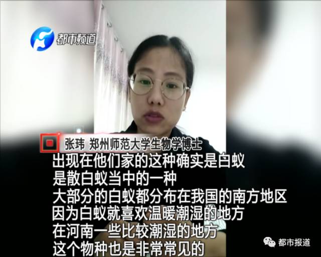 蟻族大軍入侵！十幾萬裝修的新家被“吃掉”