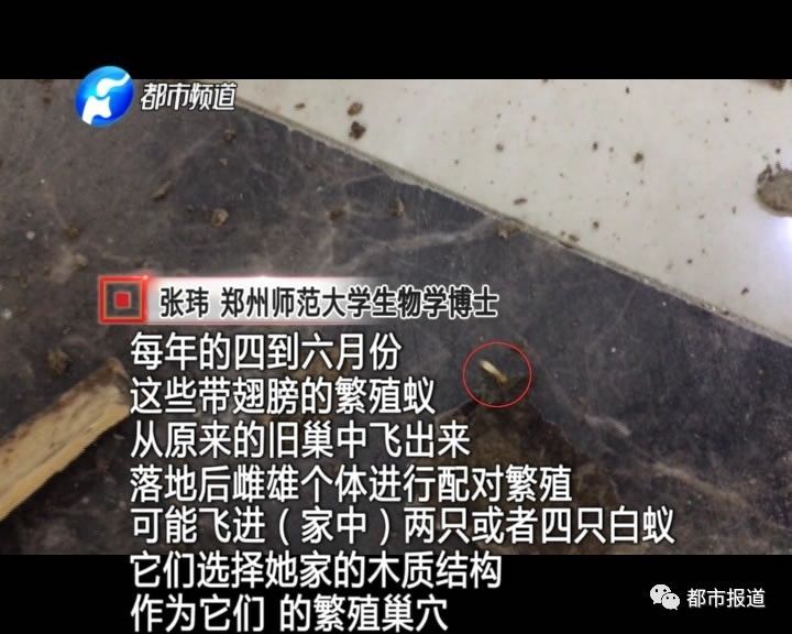 蟻族大軍入侵！十幾萬裝修的新家被“吃掉”