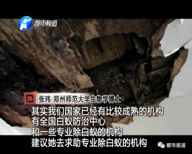蟻族大軍入侵！十幾萬裝修的新家被“吃掉”