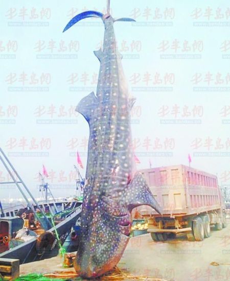 9月8日，日照漁民捕獲的重達(dá)10余噸的鯨鯊。(照片來自大眾網(wǎng))