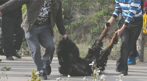 雙流鳳凰村兩只巨型藏獒襲擊村民，民警用手槍將其當(dāng)場(chǎng)擊斃