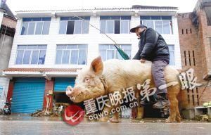 蔣大爺騎著他的種豬出門，回頭率很高。