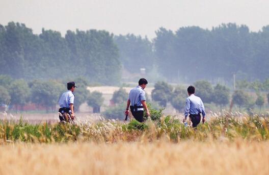 昨日上午，合肥長豐縣雙墩鎮(zhèn)，民警分成小隊在案發(fā)村莊附近麥田搜捕嫌犯。記者劉玉才/攝
