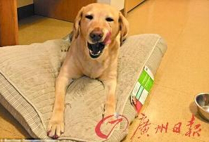 機智的導盲犬尤蘭達。