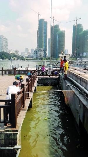 一群人正在打撈放生的龜、魚等。信息時報記者 陳文杰 攝