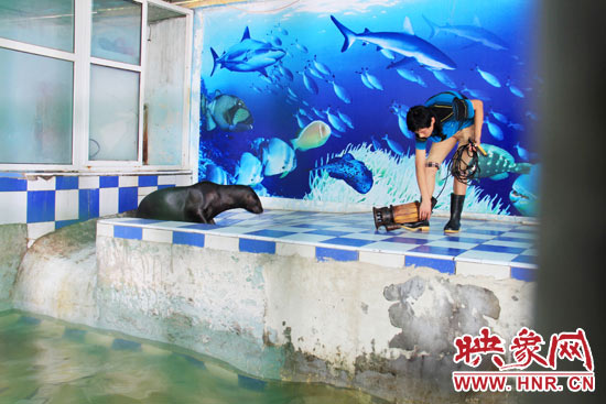 圖為飼養(yǎng)員和海獅。