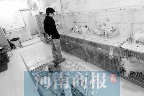 市民反映，淮河路“緣寵”寵物店曾出售疑似患病的狗