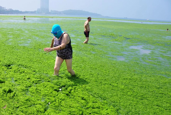 2013年7月3日，山東青島青島高溫來襲，“青島大媽”不懼滸苔，戴著“強盜面具”出現(xiàn)在海水浴場消暑降