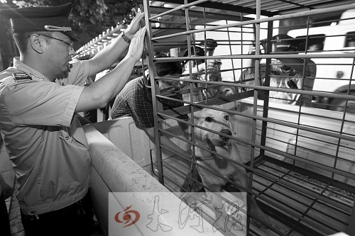 相關(guān)部門將加強管理，今年12月起烈性犬一律沒收。 （資料圖）