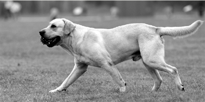 養(yǎng)犬限高35厘米一旦實(shí)施，拉布拉多、金毛等大型犬將被禁養(yǎng)。