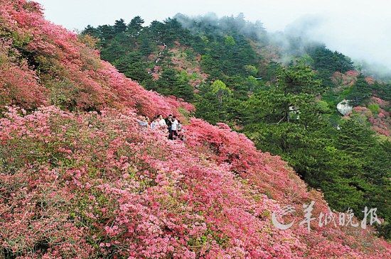 　　湖北麻城龜峰山10萬畝連片野生杜鵑。