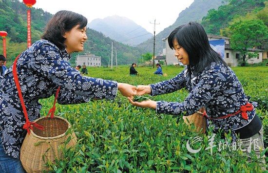 　　名茶六安瓜片原產(chǎn)地,游客身穿采茶女服裝在茶園體驗采摘新茶的樂趣。