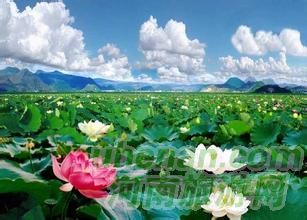 爸爸去哪兒？親密接觸荷花仙子