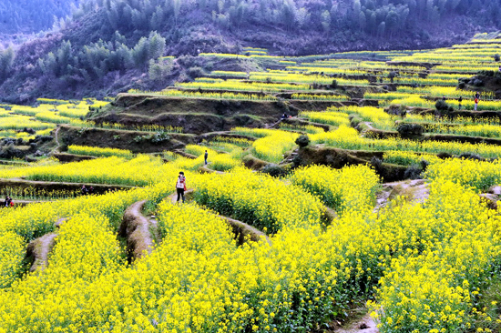 看油菜花不跑遠(yuǎn) 盤(pán)點(diǎn)專(zhuān)屬河南的油菜花田