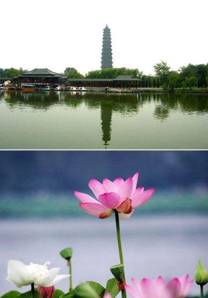 開(kāi)封市第十一屆荷花藝術(shù)節(jié)(圖)