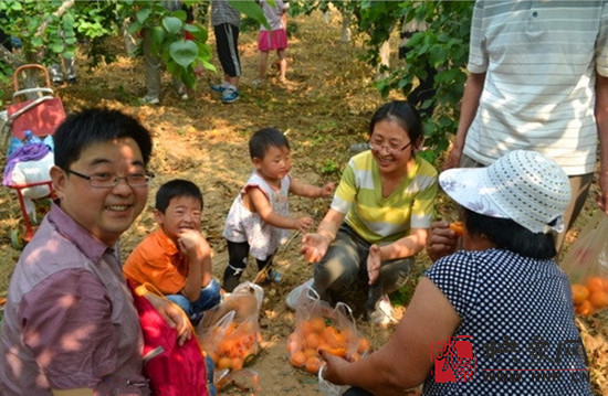 新鄉(xiāng)龍泉苑杏采摘區(qū)6月1日開摘 小朋友進園有贈送