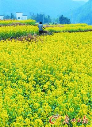 　　江嶺的油菜花已經(jīng)盛開。