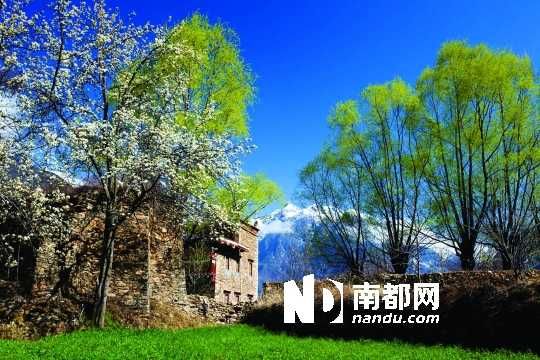 　　三月里,川西北的梨花盛放,寨子、碉樓、梨花……構(gòu)成最美的丹巴風(fēng)光。