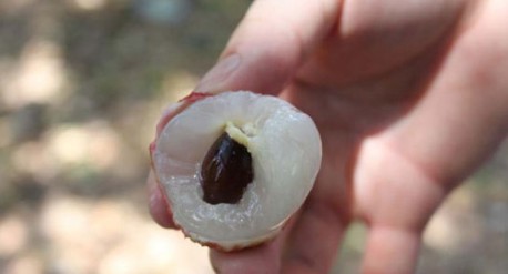 　　這就是傳說(shuō)中的瓤肉瑩白如冰雪,漿液甘酸如醴酪。大家一下就摘了半筐。