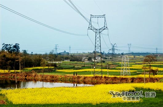 　　三月是川西平原油菜花盛開的季節(jié)。(圖片來源:CFP)
