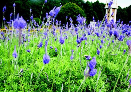 　　日月潭九族文化村內(nèi)水沙連歐洲花園園區(qū)內(nèi)數(shù)十萬(wàn)株熏衣草,已開(kāi)得美不勝收,令游客陶醉。