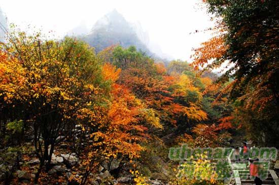 深秋去堯山賞紅葉、泡溫泉、拜大佛