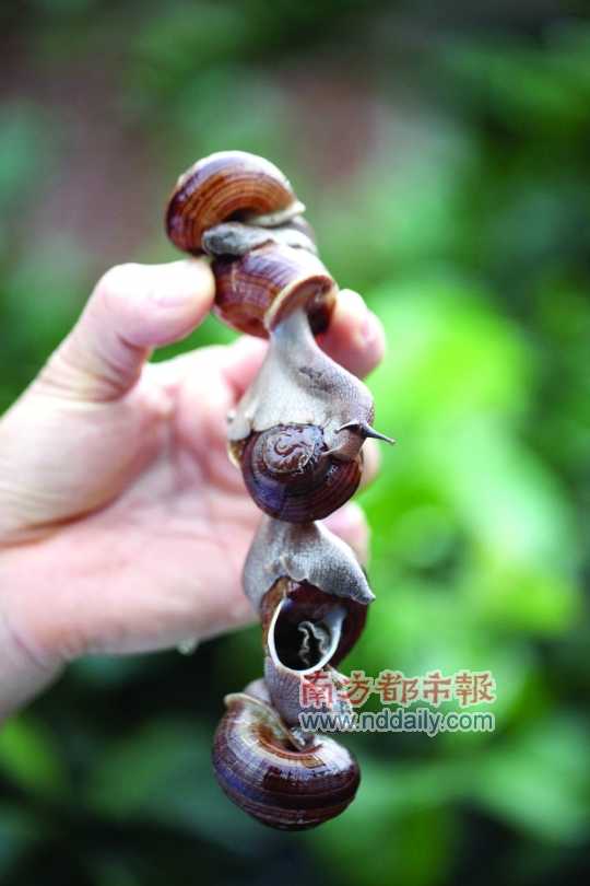 廣西的野生蝸牛追求原汁原味，做法也非常精簡。